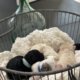 Aussiedoodle Puppies from Southern Paws AussieDoodles