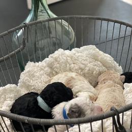 Aussiedoodle Puppies from Southern Paws AussieDoodles