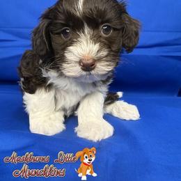 Biscuit - Chocolate and white male Havapoo puppy in Pisgah, Alabama from Mashburns Little Munchkins