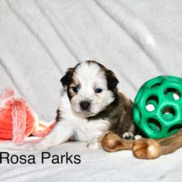 Rosa Parks - Sable female Border Collie puppy in Crawfordsville, Indiana from Rescued Dreams Border Collies