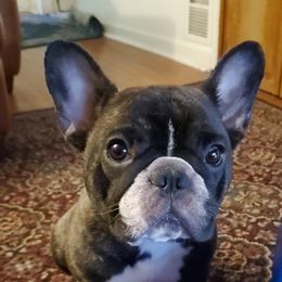 Cupcake - French Bulldog