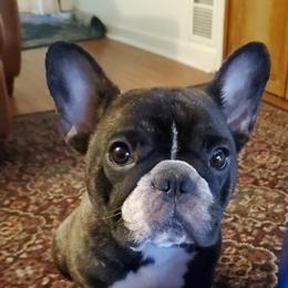 Cupcake - French Bulldog