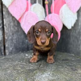 Thunder Cloud - Boy 2 - Blue - Chocolate and tan male Dachshund puppy in Corbin, Kentucky from Steele Half Acre Homestead