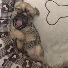 Bernese Mountain Dog and Brussels Griffon Puppies from Brooks Berner Bears
