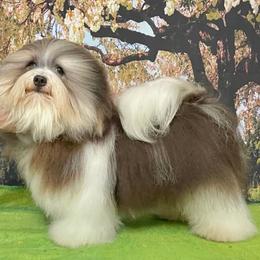 Rocky - Havanese