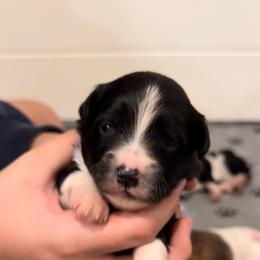 Girl 4 - Red phantom female Aussiedoodle puppy in Martin County, Florida from Biggie Ranch