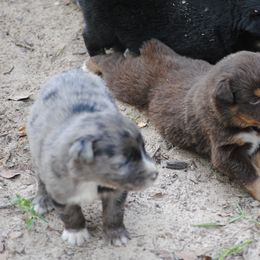 Australian Shepherd Puppies from Stephanie Young's Australian Shepherds