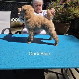 Dark Blue - Apricot male Poodle puppy in Orting, Washington from Coplar Creek Standard Poodles