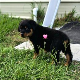 Anya - Black and mahogany female Rottweiler puppy in Live Oak, Florida from K&R RANCH KENNELS