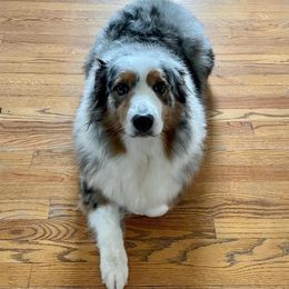 Cleopatra - Australian Shepherd