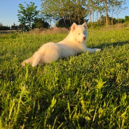 Pomsky and Siberian Husky Puppies from A-Dream Pomsky Kennel