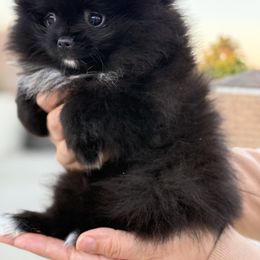Girl 1 - Black female Pomeranian puppy in California from Pawsh Poms
