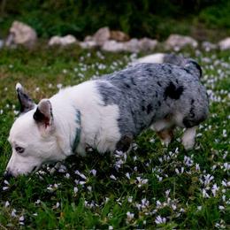 Marvel - Cardigan Welsh Corgi