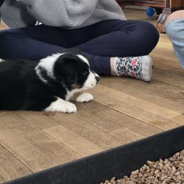 Boy 2 - Black tri male Miniature American Shepherd puppy in Dayville, Connecticut from Sterling Acres