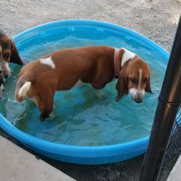 Lorrie  - Basset Hound