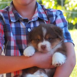 Australian Shepherds from Promise Keeper Kennel