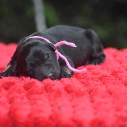 Pink collar female - Sable female German Shepherd puppy in Marianna, Florida from Haus M Godwin