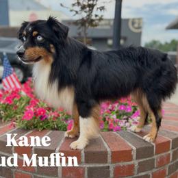 Kane - Miniature Australian Shepherd