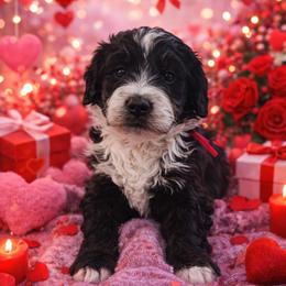 Sierra - Black and white female Bernedoodle puppy in Fort Meade, Florida from Baldwin Dood Ranch
