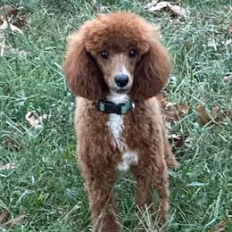 RUDY - Poodle