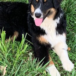 Australian Shepherds from Rusty Creek Aussies