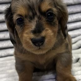 Dachshunds from A-Z Dachshunds