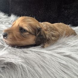 Taffy - Sable female Dachshund puppy in Cabool, Missouri from Dachshund's of Country Magic Farms in Missouri