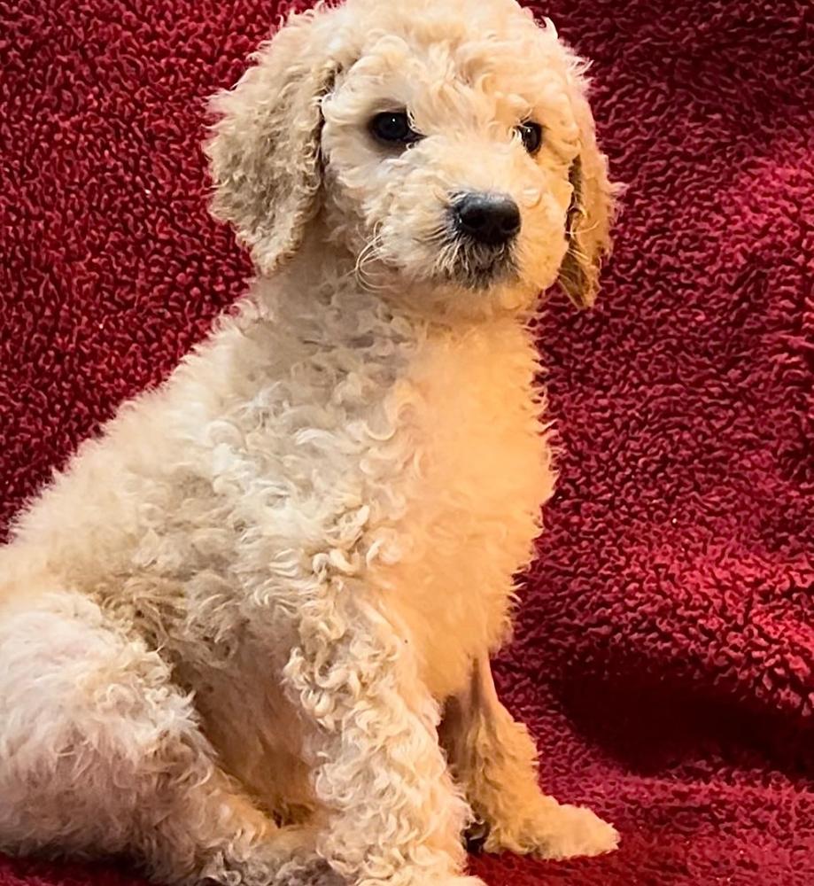 Dog for adoption - Derek Jeter , a German Shepherd Dog & Poodle Mix in  Lexington, KY