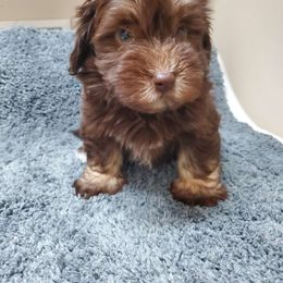 Faith - Havanese puppy from Havaneses de Santillan