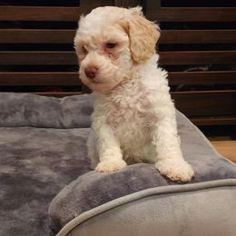 Dachshund and Labradoodle Puppies from Fritz Family Friends