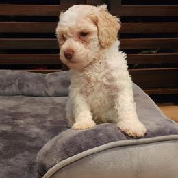 Dachshund and Labradoodle Puppies from Fritz Family Friends