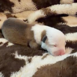 Comet - White and red male Pembroke Welsh Corgi puppy in Hillsville, Virginia from Bonderosa Kennels