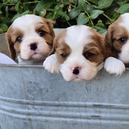 Cavalier King Charles Spaniels and Golden Retrievers from Nancy Volkmann