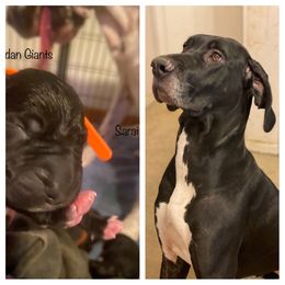 Girl 7 - Great Dane puppy in Lawrenceburg, Indiana from Jordan Giants