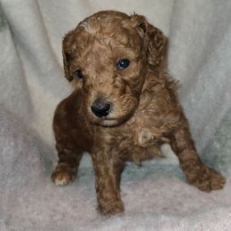 Ryder - Red  male Poodle puppy in Statesboro, Georgia from Briar Creek Kennels