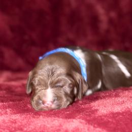 Blue - Liver roan male Brittany puppy in Adairsville, Georgia from Rocking L Farms