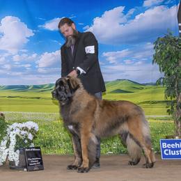 Dragon - Leonberger