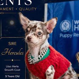 Hercules - Chihuahua