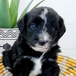 Aussiedoodles from Doodle N' Coop