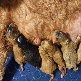 Girl 1 - Sable female Goldendoodle puppy in Freedom, New York from Samantha's Goldendoodles