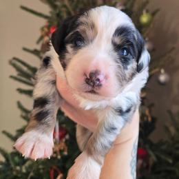 Crystal - Blue merle female Miniature Australian Shepherd puppy in Danville, Indiana from Wingler Acres Mini Aussies