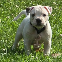 Jelly Roll - White male American Bulldog puppy in Three Rivers, Michigan from Jemms Kennels