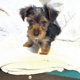 Pomeranian and Yorkshire Terrier Puppies from Coulter Creek Kennels