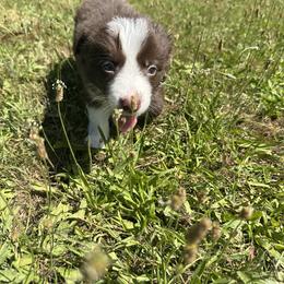 Border Collie Puppies from Athena’s Collies