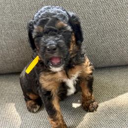 Txix yellow collar - Phantom female Poodle puppy in Lakeland, Florida from Gulfside Poodles