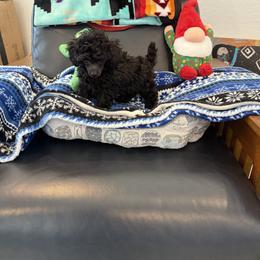 Poodle Puppies from Caloosa Toy Poodles
