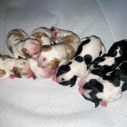 Cavalier King Charles Spaniel puppies from Kelton Cavaliers