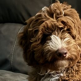 Australian Labradoodles and Labradoodles from Glory Labradoodle’s