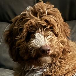 Australian Labradoodles and Labradoodles from Glory Labradoodle’s