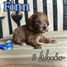 Finn - Red male Cavapoo puppy in Runaway Bay, Texas from Green Ranch Doodles